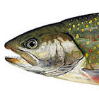 Dolly Varden Trout